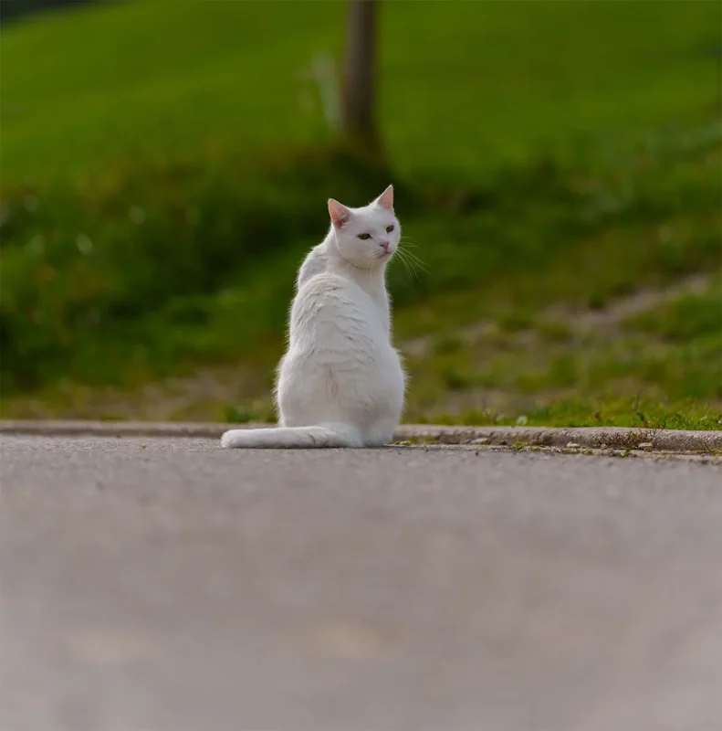 Katze mit Fernhaltespray abgewehrt
