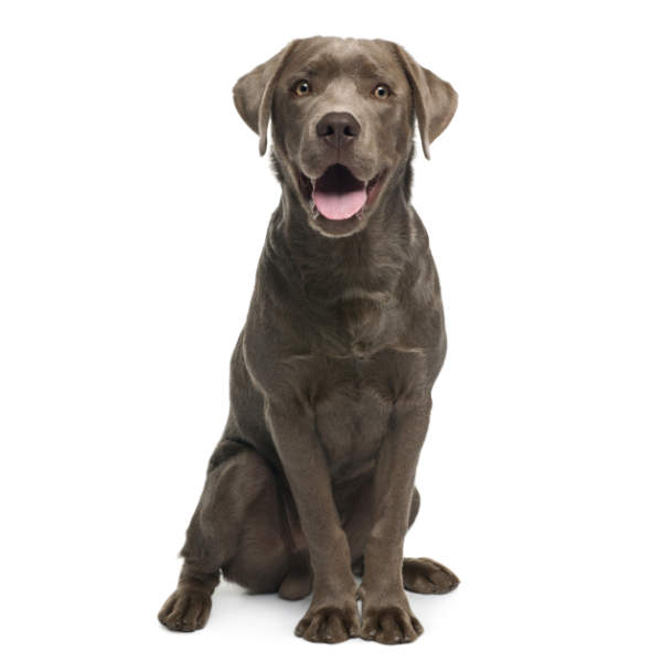 Kategorie Hunde