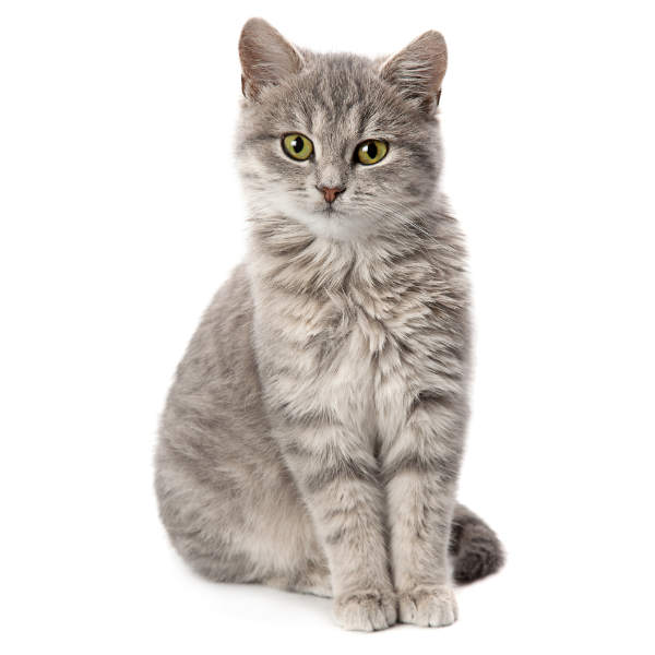 Kategorie Katzen