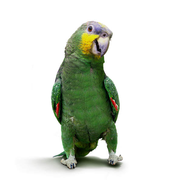 Kategorie Vögel