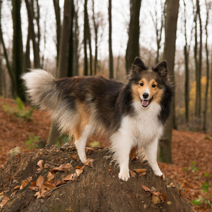 Hunde Pfotenpflege Easy Clean