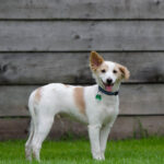 Hund-Weißes-Fell
