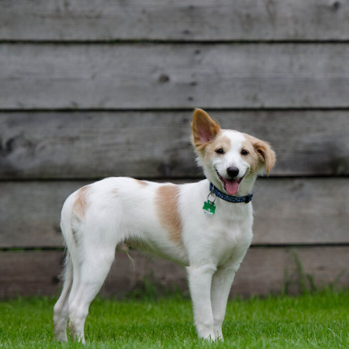 Hund-Weißes-Fell