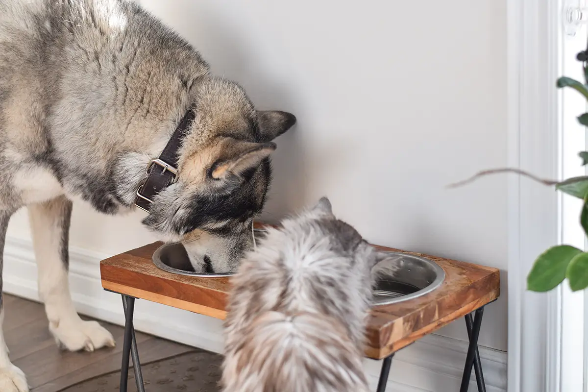 Hund und Katze fressen zusammen