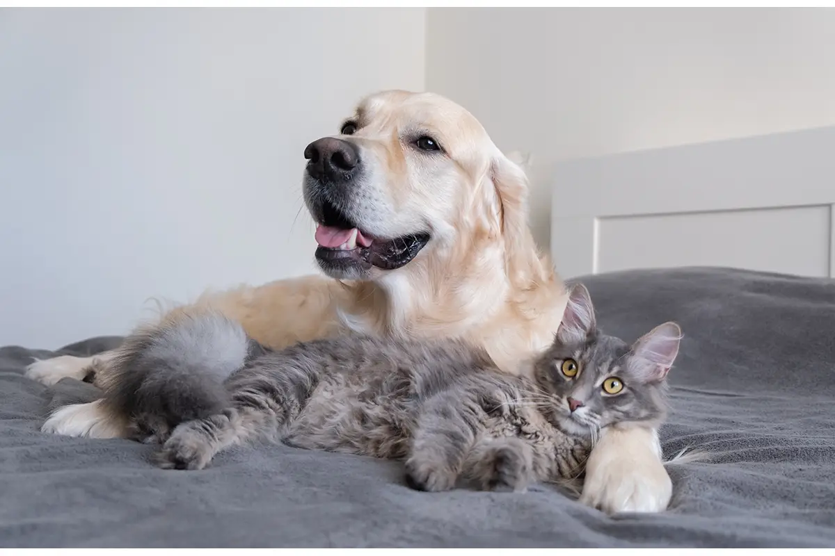 hund katze giardien