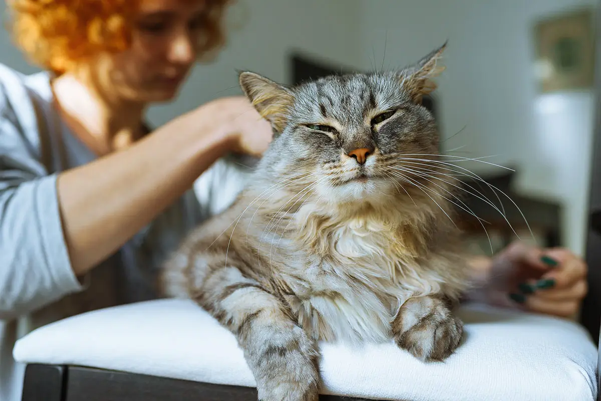 Katzen Zeckenmittel bei der Anwendung
