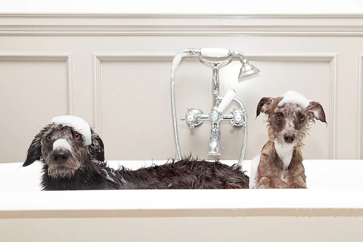 Hund baden