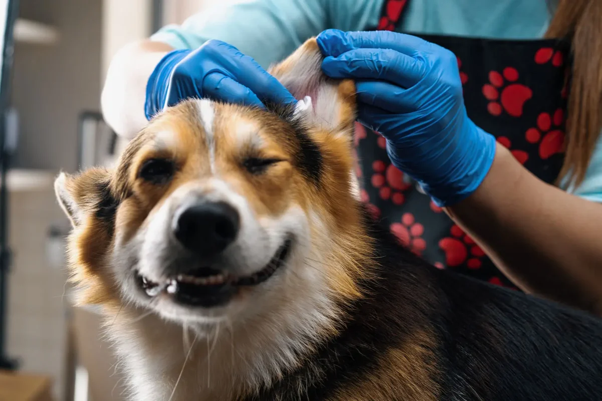 Hund lächelt beim ohren reinigen