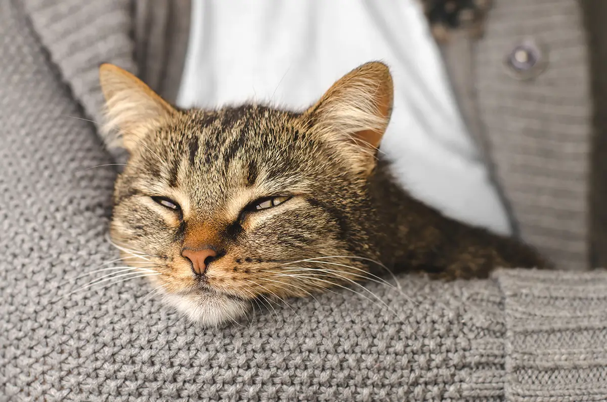 Katze im arm