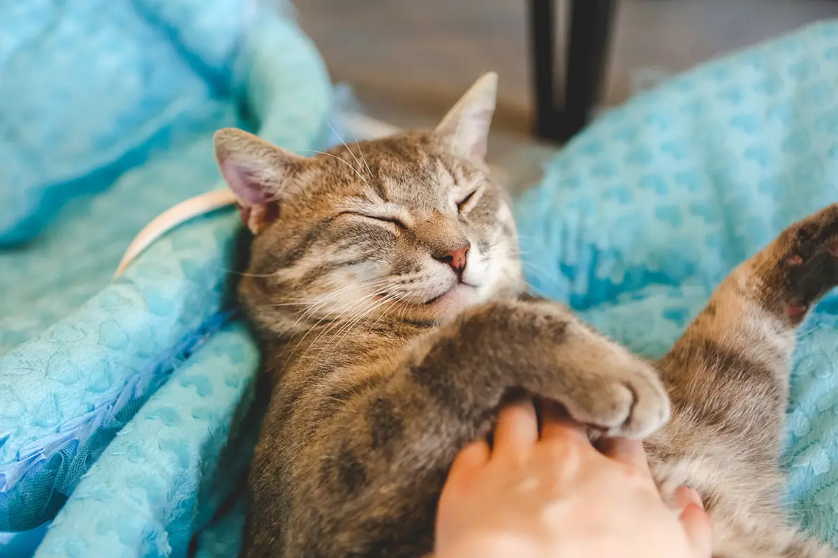 katzen ohren reinigen an Umgebung gewöhnen