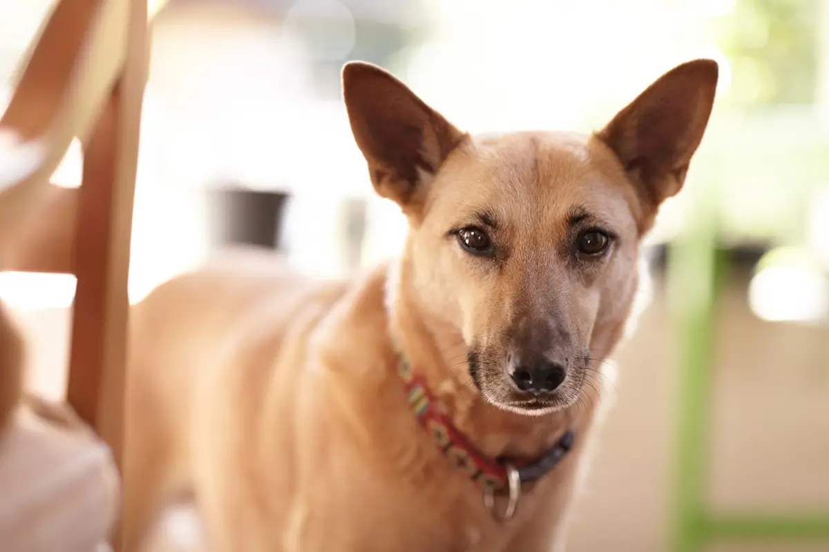 Fellpflege Hund Kurzhaar