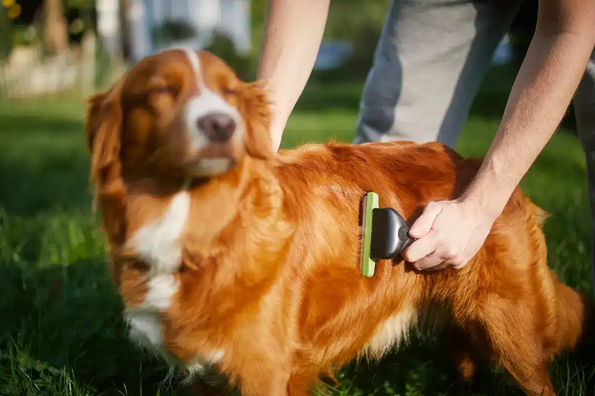fellpflege hund langhaar