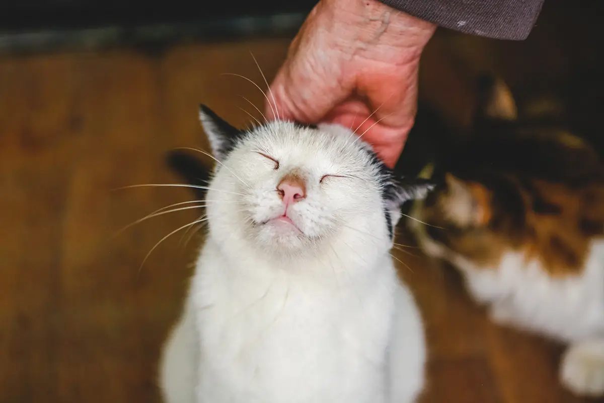 happy katze