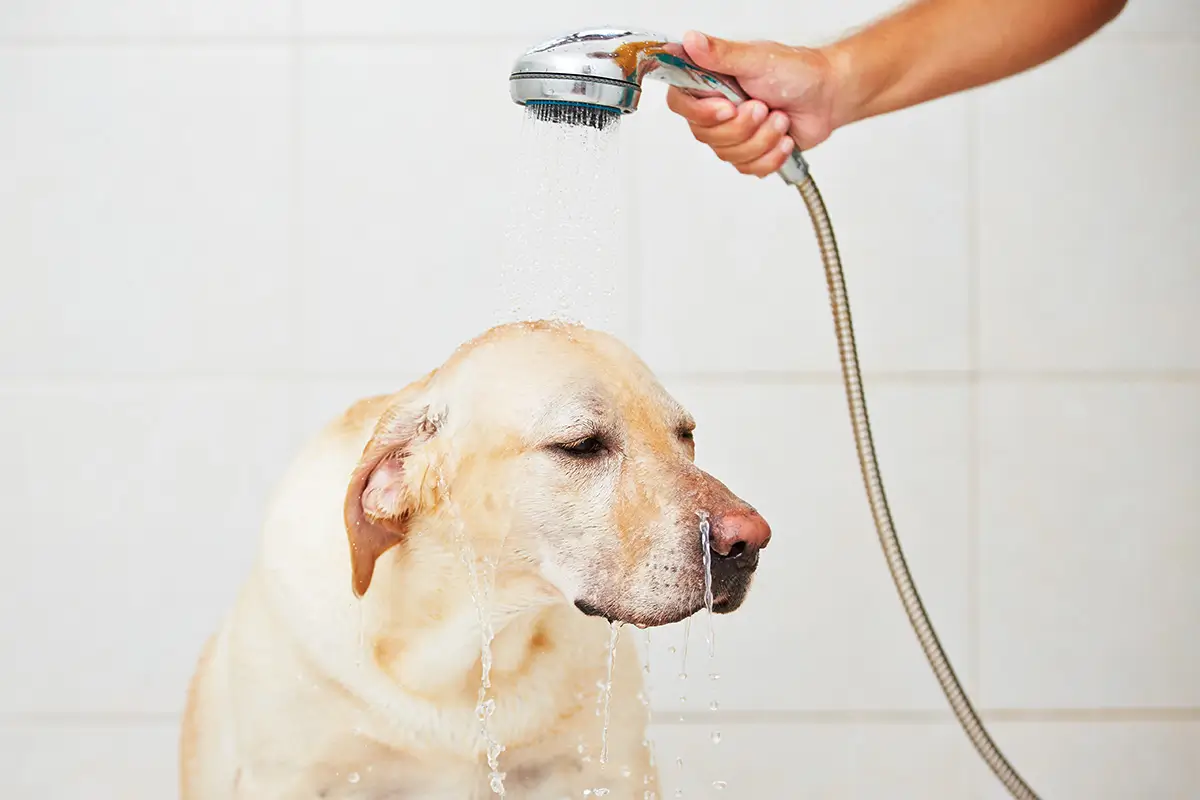 hund duschen