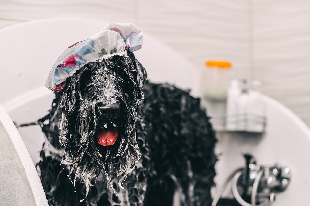 hund waschen