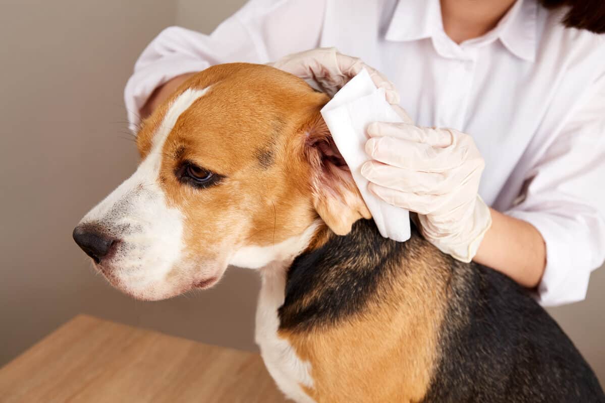 Hunde Ohr wird mit Tuch gereinigt