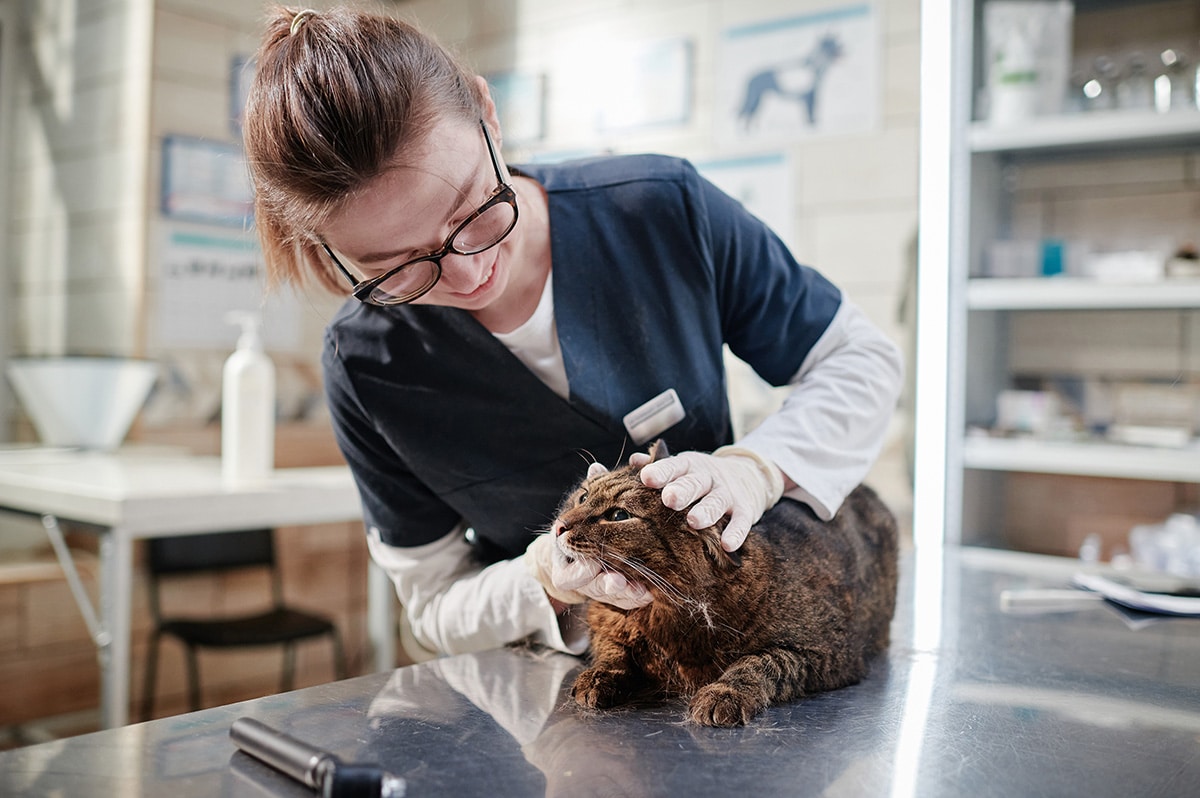 katze ohren reinigen tierarztkosten