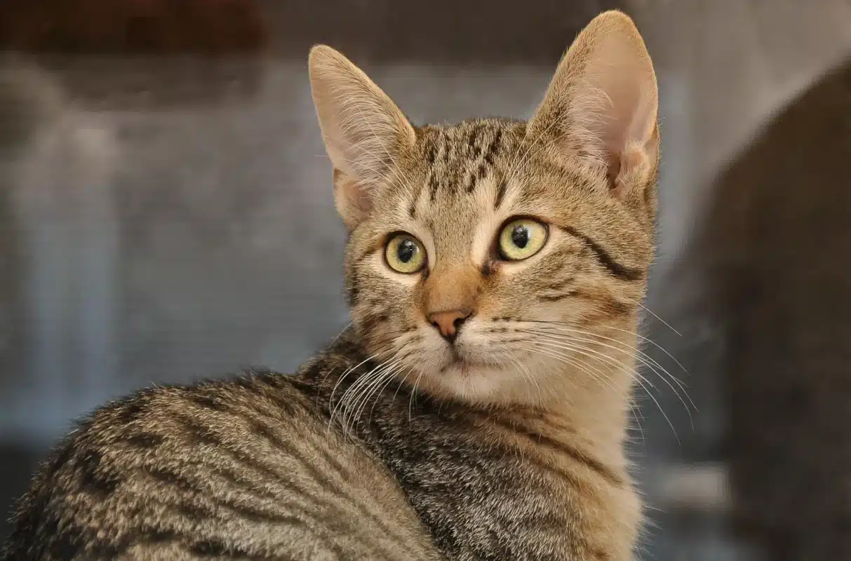 katzenohren reinigen