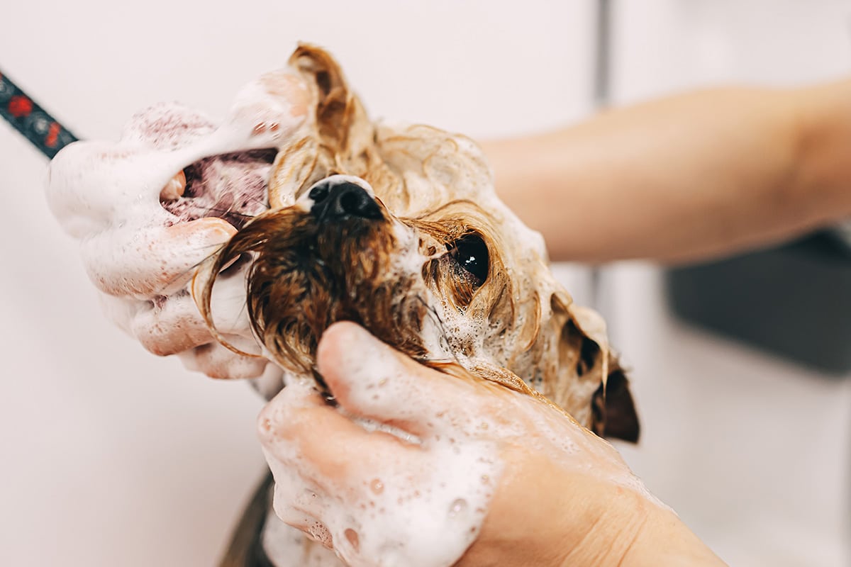 welches shampoo für hunde