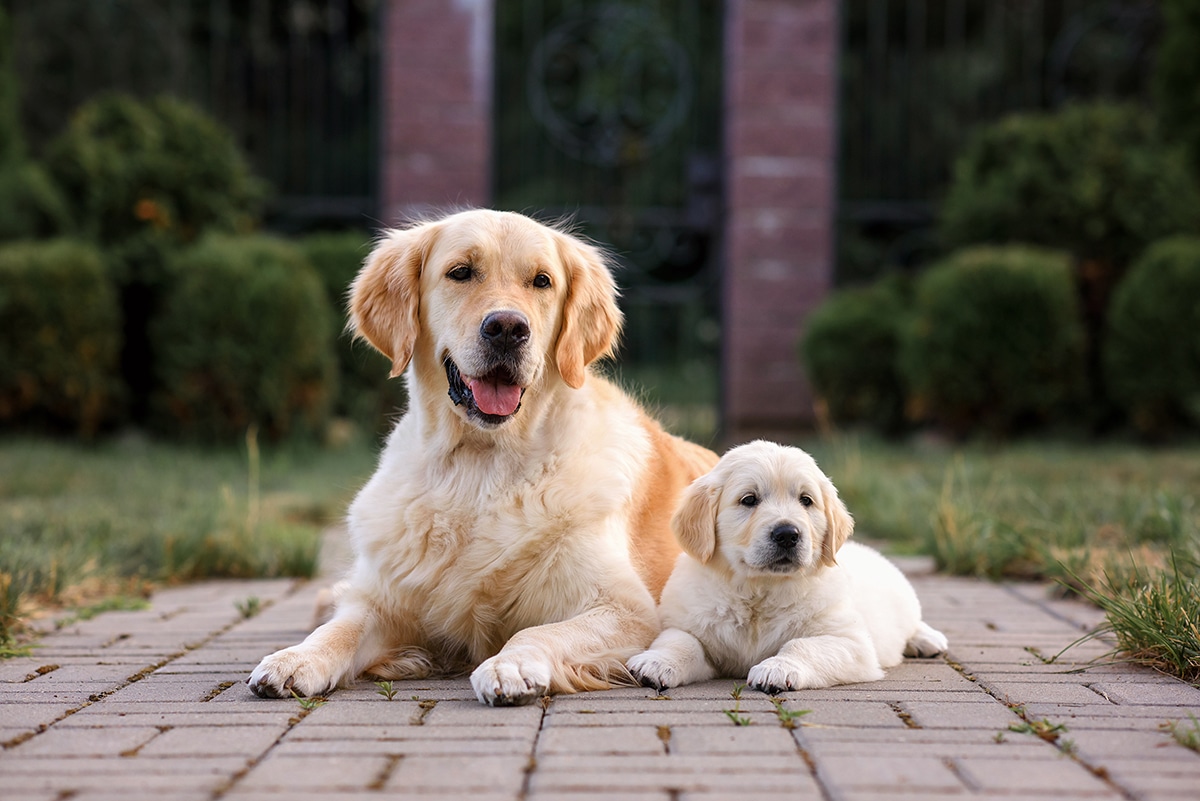 Erwachsener Golden Retriever mit Welpen
