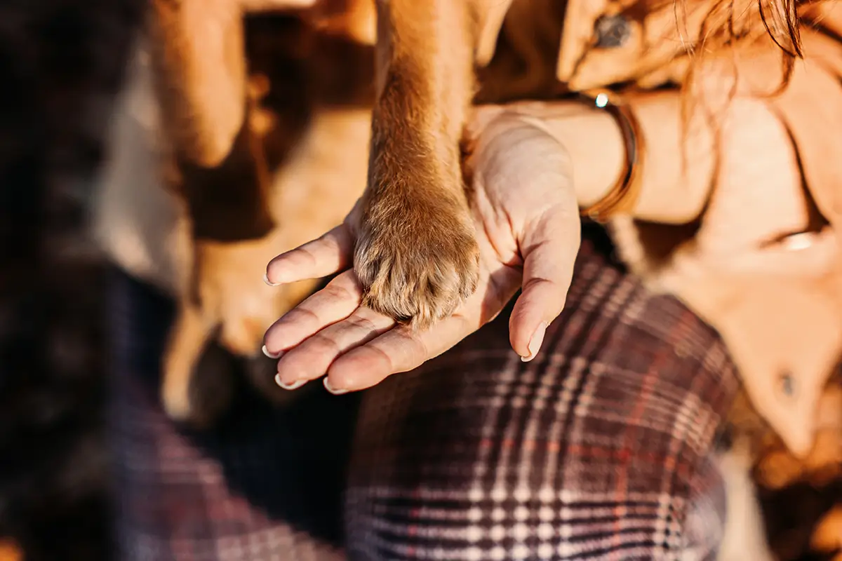 Hunde Pfoten reinigen: saubere hundepfoten in Menschenhand