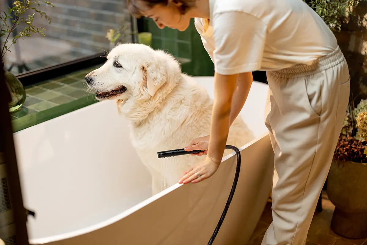hunde pfoten reinigen