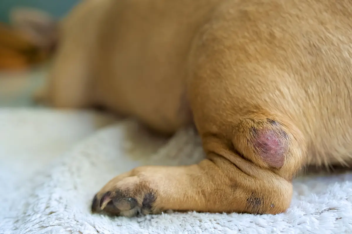 Entzündetes Hundebein
