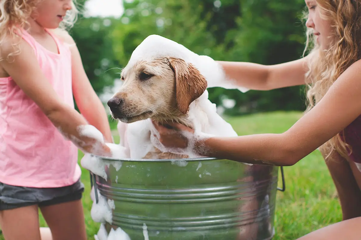 hund wird mit shampoo im Garten gewaschen