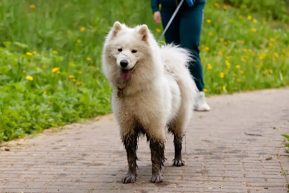 hundepfoten reinigen nach dem spaziergang