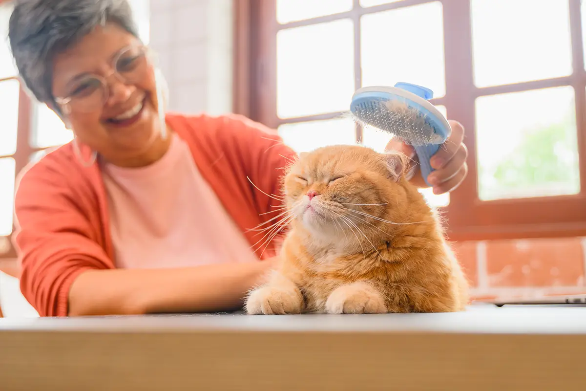 Katzen Fellpflege: Katze wird gekämmt