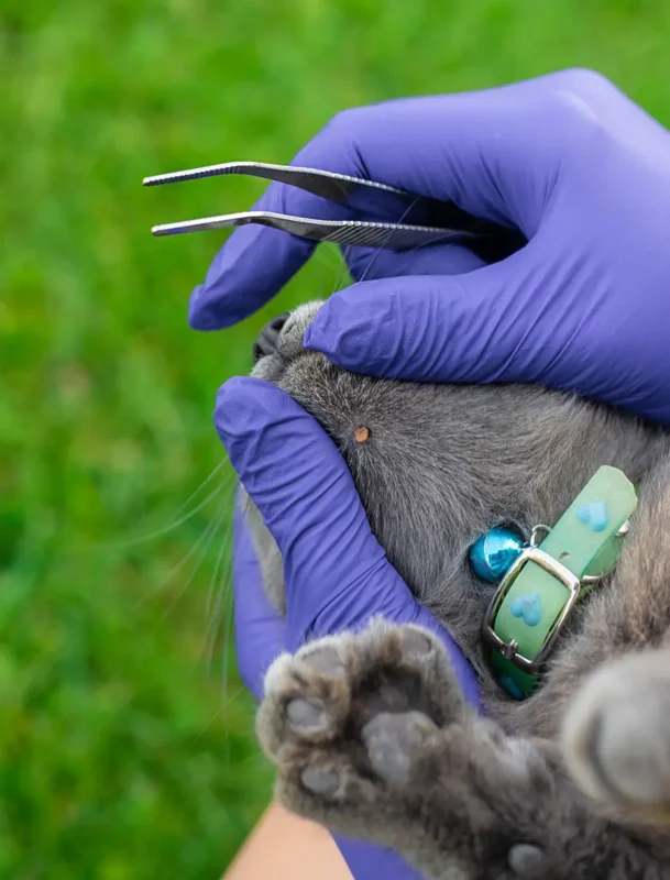 Zecke bei Katzen entfernen