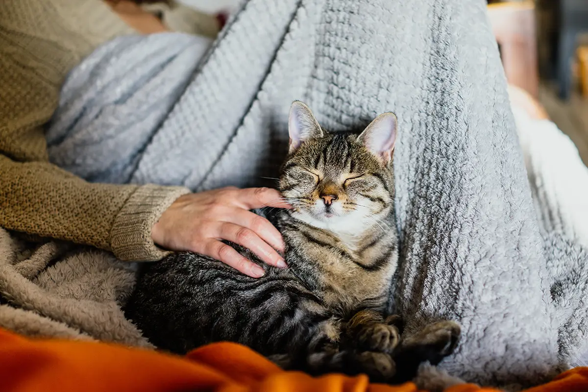 Fellpflege Katze