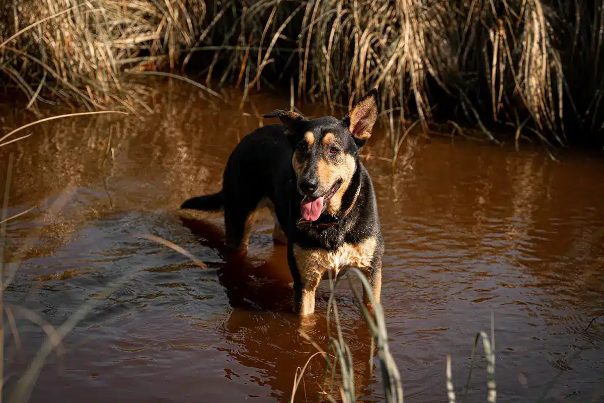 gluecklicher hund in pfuetze