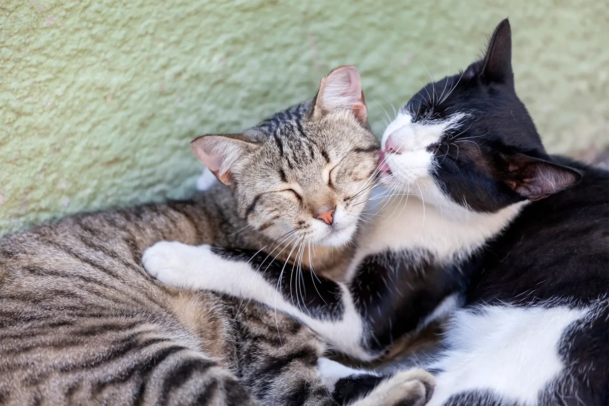 Katzen Fellpflege