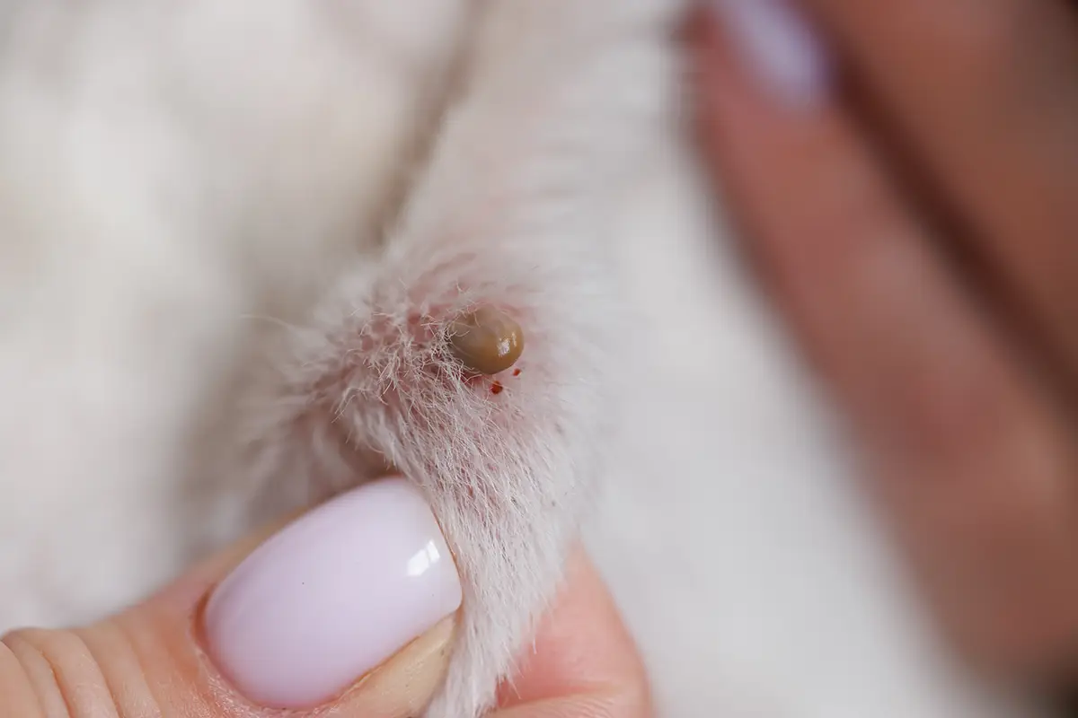sind zecken gefährlich für katzen