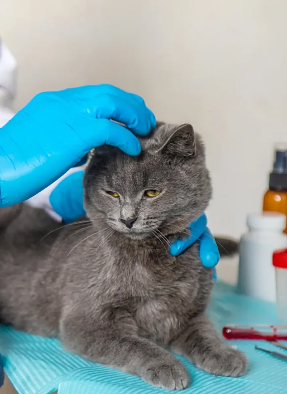 Katze voller Zecken