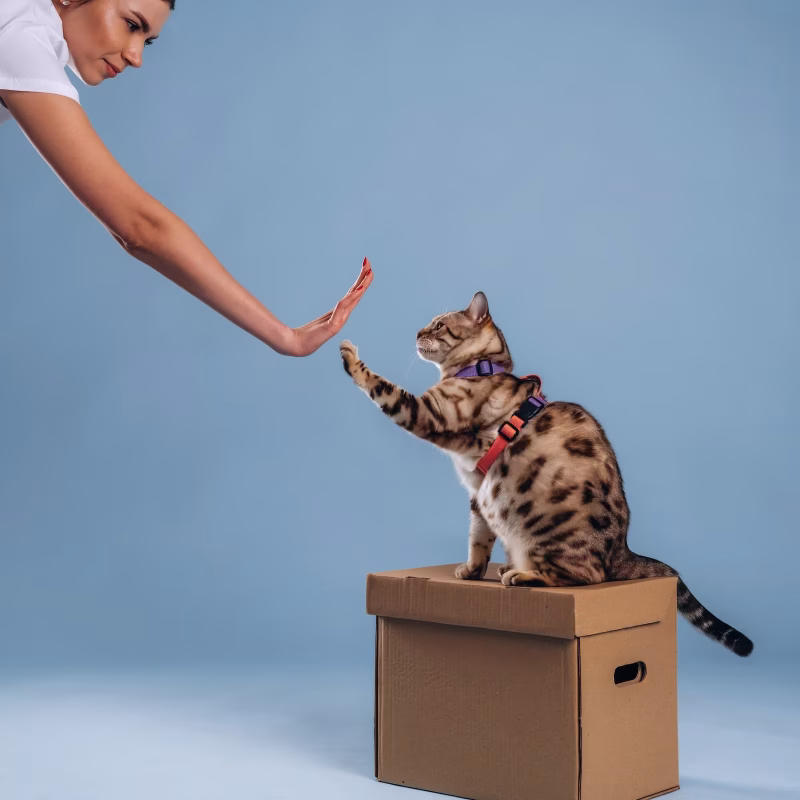Kann man Katzen erziehen Titelbild