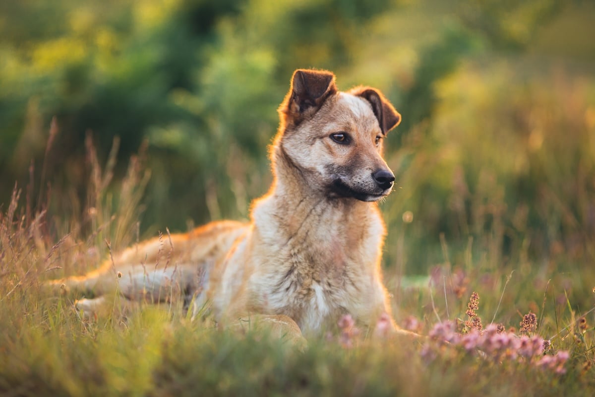 Natuerlicher Insektenschutz hund