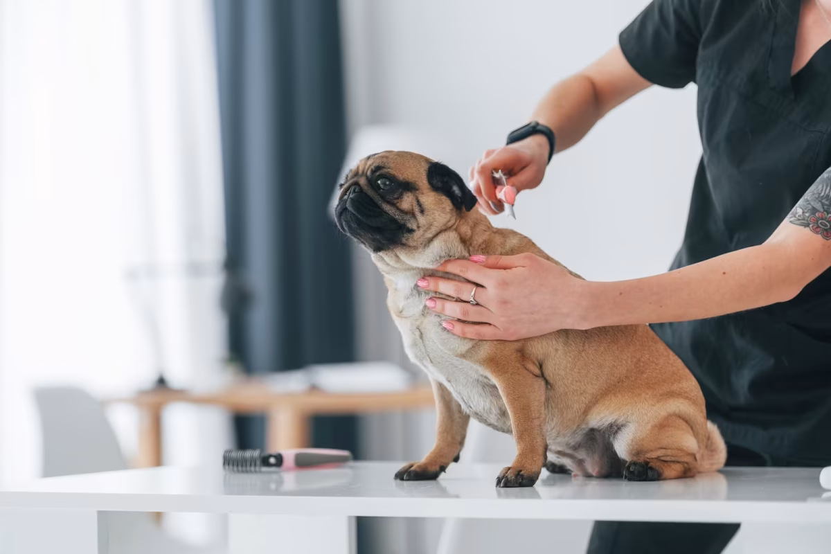 natürlicher zeckenschutz hund Titelbild