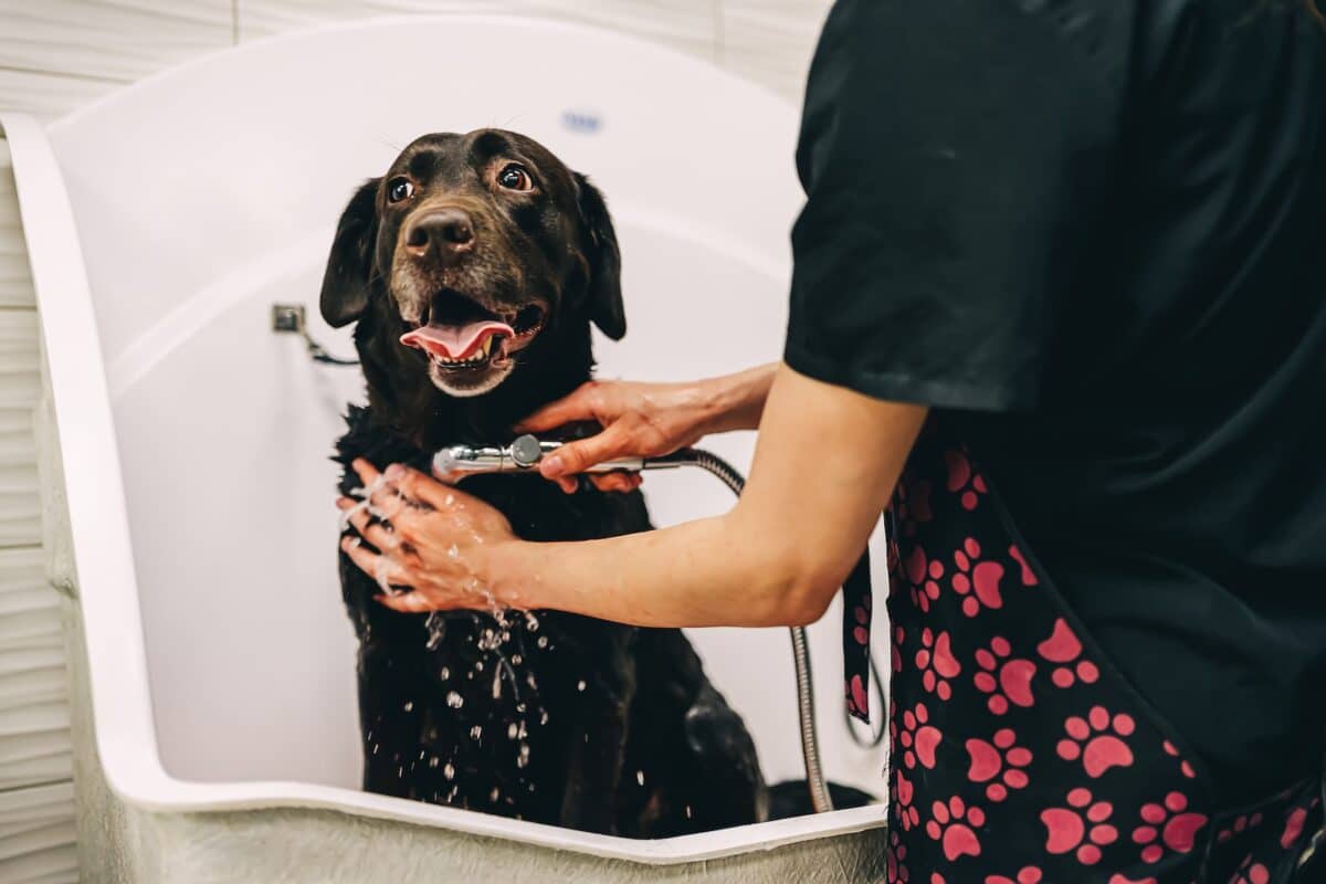 Hund wird gewaschen Titelbild