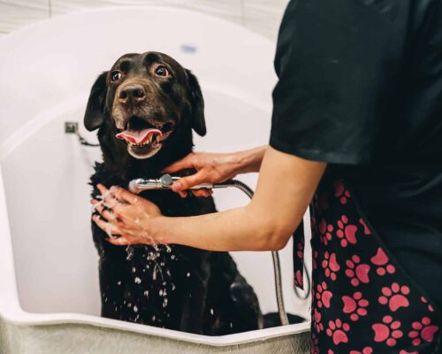 Hund wird gewaschen Titelbild