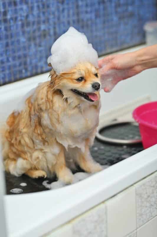 a pomeranian dog with soap foam on his head is bat 2025 01 09 02 12 57 utc