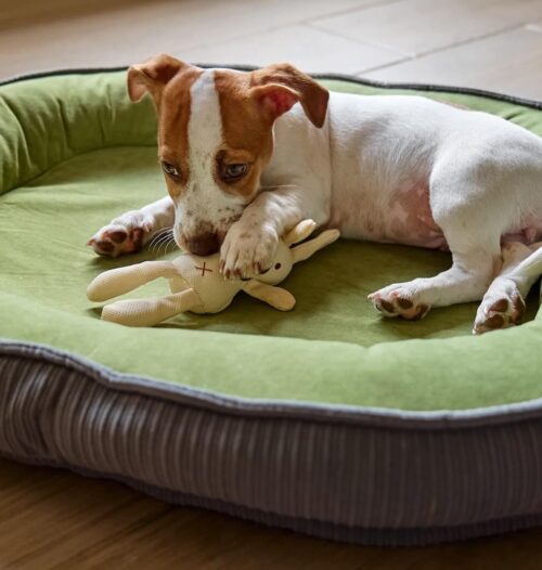 funny jack russell terrier puppy lying on a dog be 2025 03 09 12 41 49 utc