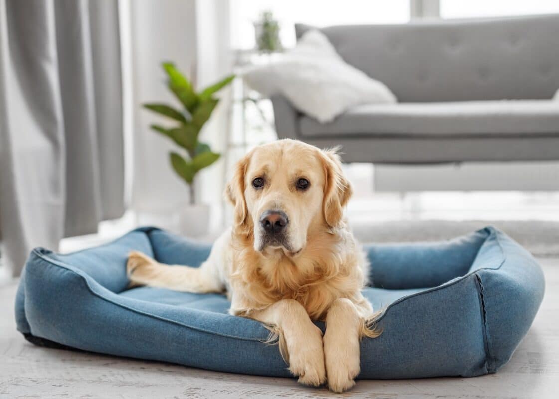 golden retriever dog resting home 2025 03 09 08 10 08 utc
