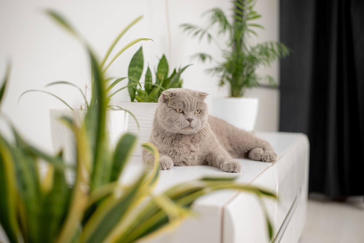 cat sitting near a green potted house plants pots 2025 01 09 07 58 13 utc