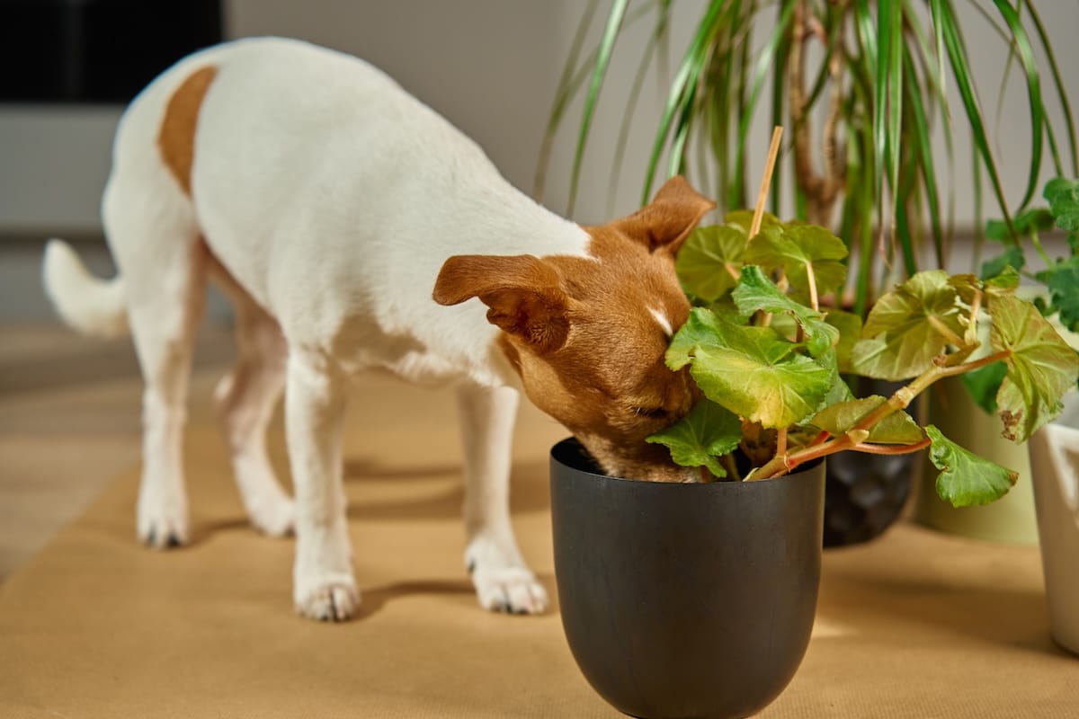 curious dog sniffing potted houseplant indoors 2025 03 16 01 21 57 utc